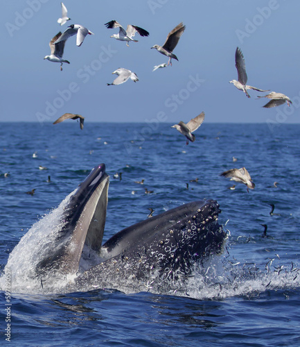 Whale lunge feeding