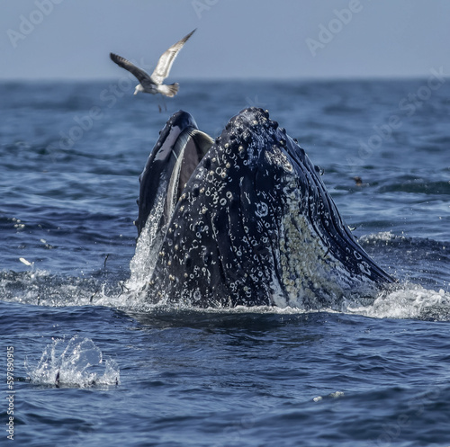 Whale feeding in Monterey Bay