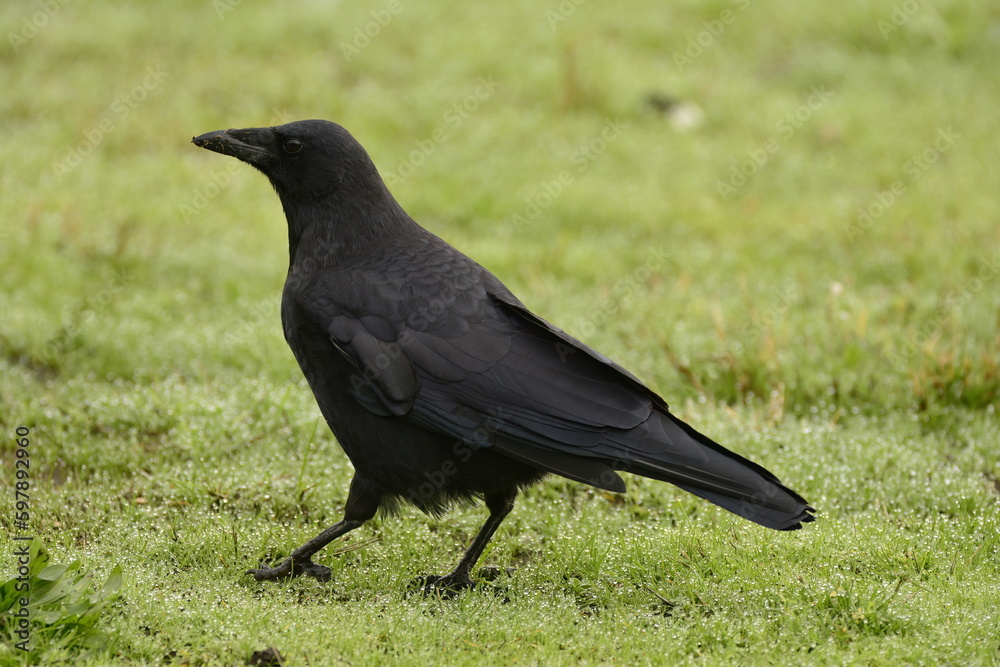 Crow on the grass