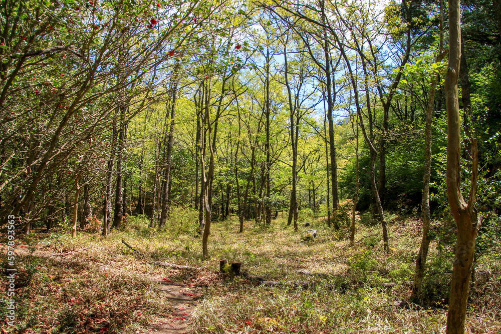 Fototapeta premium 釜掛谷ほんしゃくなげ群落