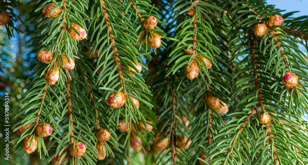 young fir cones on a branch for background