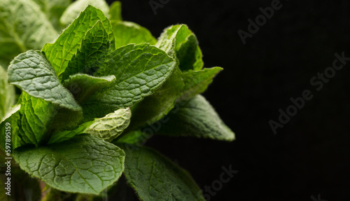 mint leaves close up for background