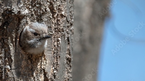 쇠딱다구리  Japanese Pygmy Woodpecker photo