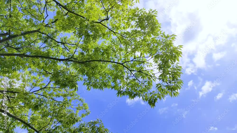 風に揺れるケヤキの木と流れる雲