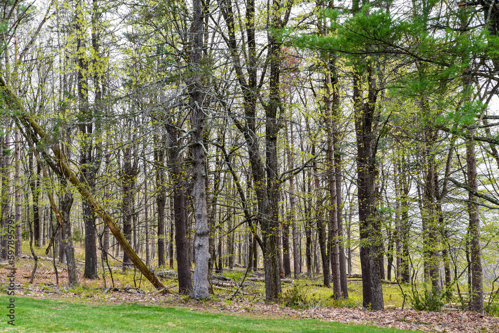 the forest of the quabbin reservior in early spring the forest of the quabbin reservior in early spring