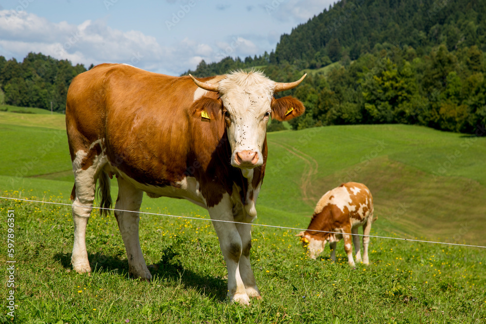 Photo of dairy cow grazing in the field of a farm in europe