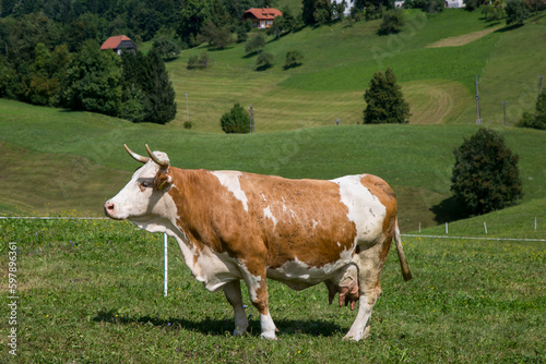 Photo of dairy cow grazing in the field of a farm in europe