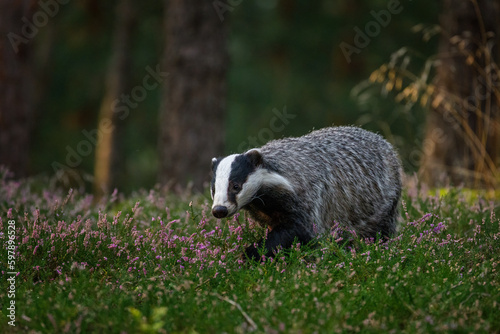 Badger at sunrise. European badger, Meles meles, in green pine forest. Hungry badger sniffs about food in moor. Beautiful black and white striped beast. Cute animal in nature habitat. Morning sunrays.