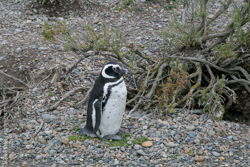 Lone Penguin Nesting by the Beach  Solitude in the Coastal Habitat