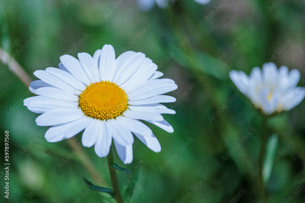 Obraz premium 可愛いひなぎく