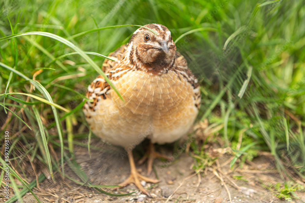 Portrait of a common quail in the grass of a meadow, coturnix coturnix Portrait of a common quail in the grass of a meadow, coturnix coturnix