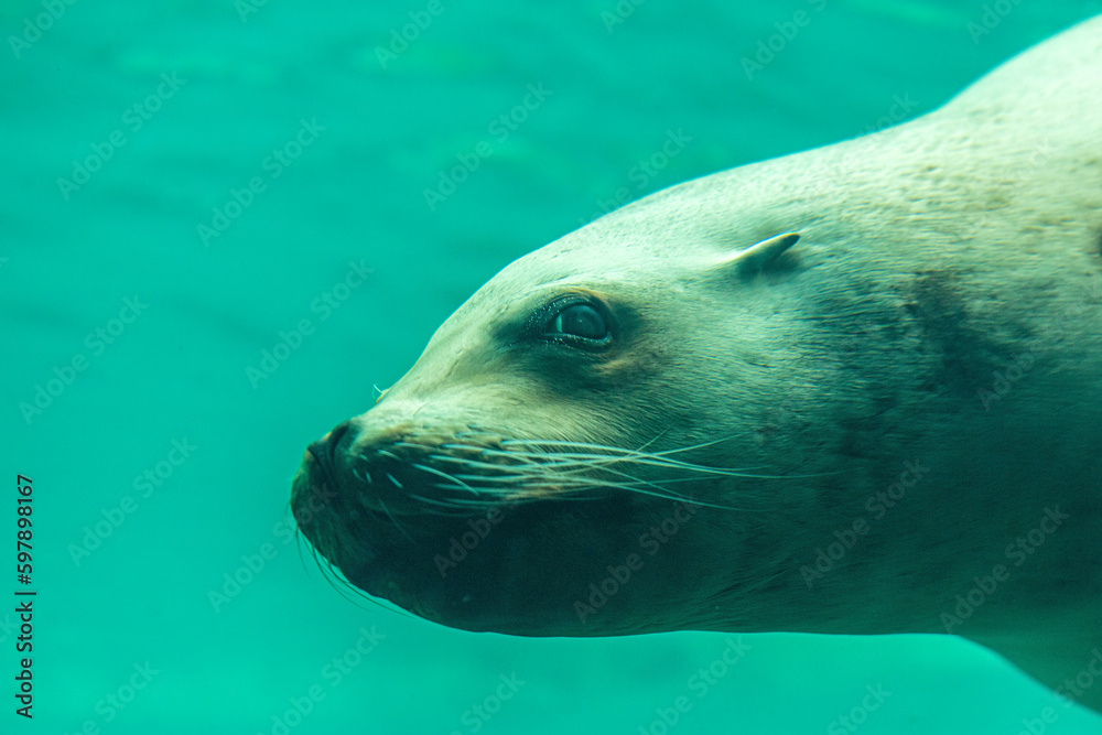 Obraz premium Head portrait of a sea lion underwater 