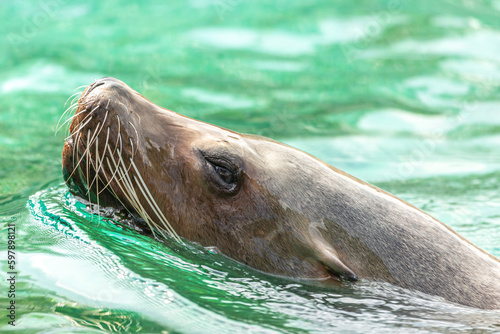 Head portrait of a swimming sea lion in the water