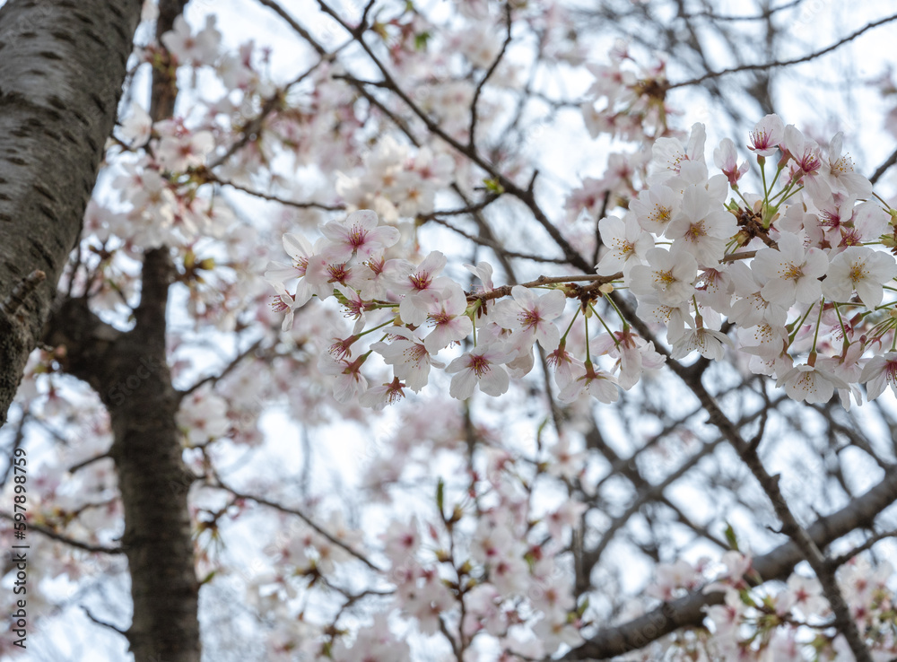 桜 桜