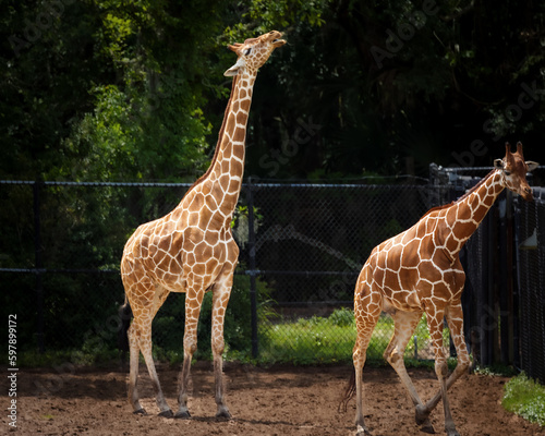 Photography giraffe in the zoo