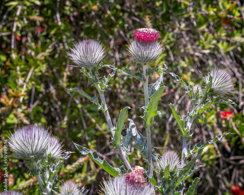 Close up of Cobweb thistle (Cirsium occidentale) at Lake Hollywood reservoir in Los Angeles, CA.