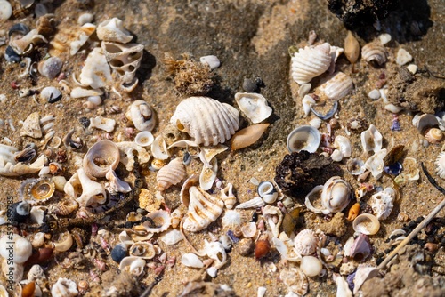 sea shells, beautiful shells on a beach in australia photo