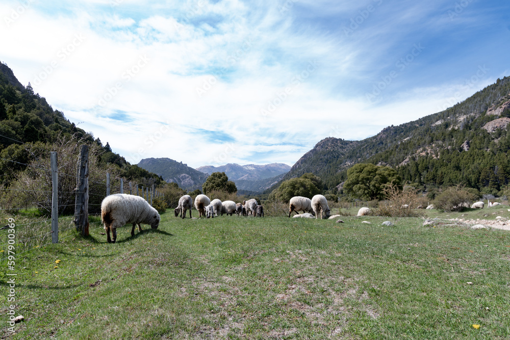 Ganado ovino al costado de un camino de  tierra en rutas patagónicas de Argentina