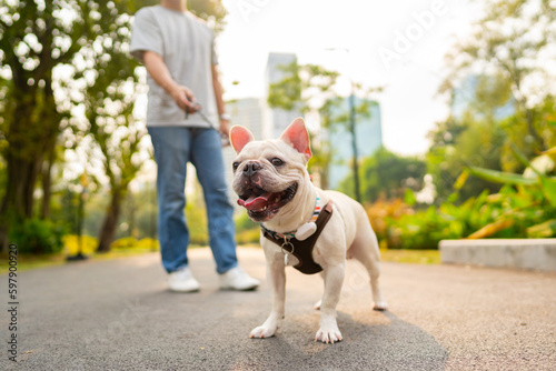 French bulldog breed walking at pets friendly dog park with his father. Domestic dog with owner enjoy urban outdoor lifestyle in the city on summer vacation. Pet Humanization and pet parents concept.