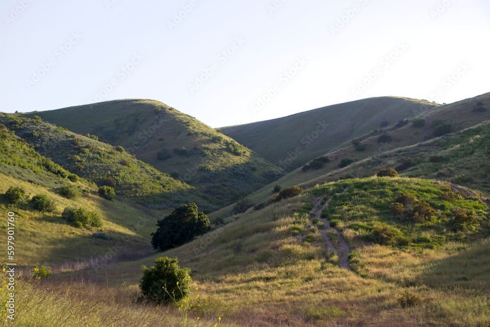 Fototapeta premium Yellow wildlfowers grown along the trails of El Escorpión Park in the West Hills neigborhood of Los Angeles in the Simi Hills on the edge of the San Fernando Valley