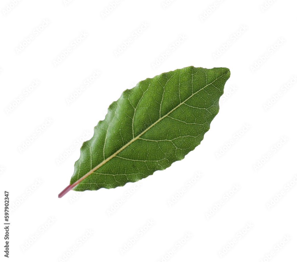 Fototapeta premium One fresh bay leaf isolated on white