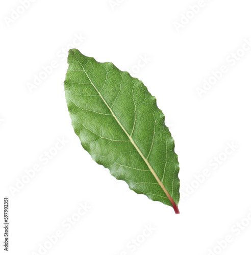 One fresh bay leaf isolated on white