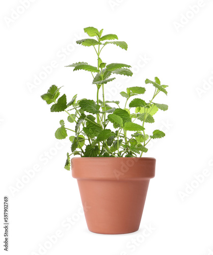 Green lemon balm in clay pot isolated on white