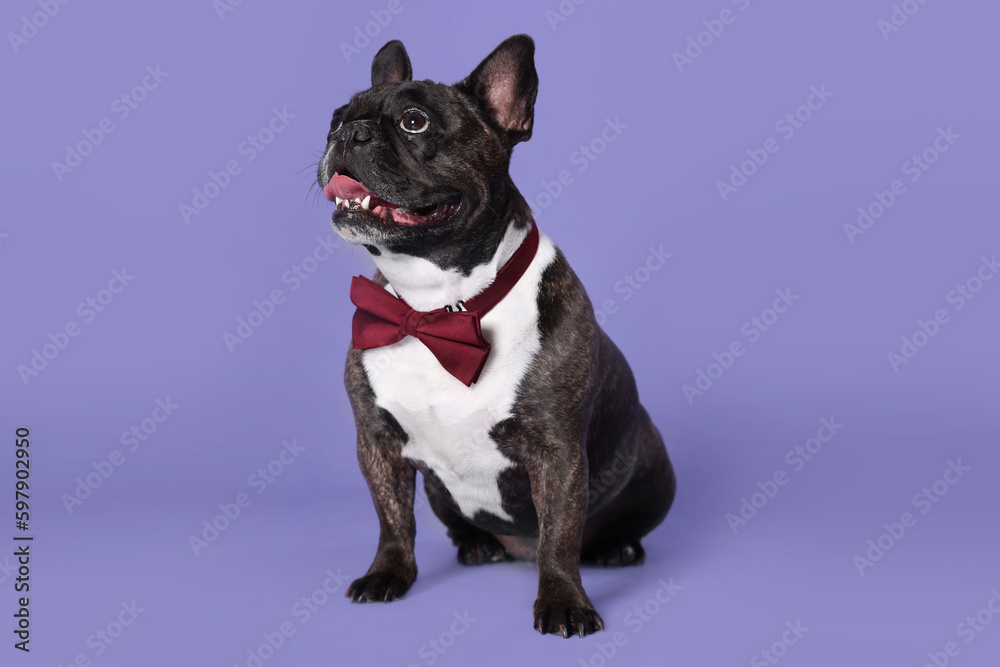 Adorable French Bulldog with bow tie on purple background