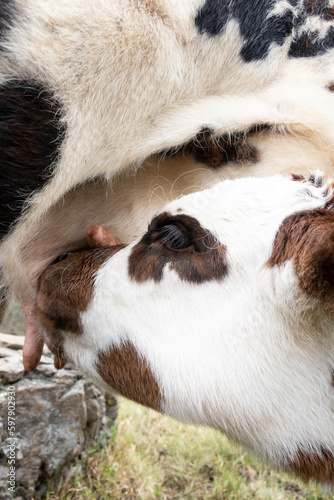 primer plano de una vaca y su cria chupando leche de su madre.