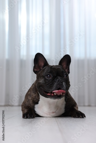 Adorable French Bulldog lying on floor indoors. Lovely pet © New Africa