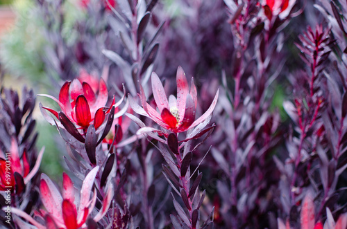 Red Devil plant - Leucadendron Salignum photo