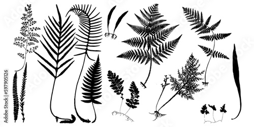 fern silhouette set