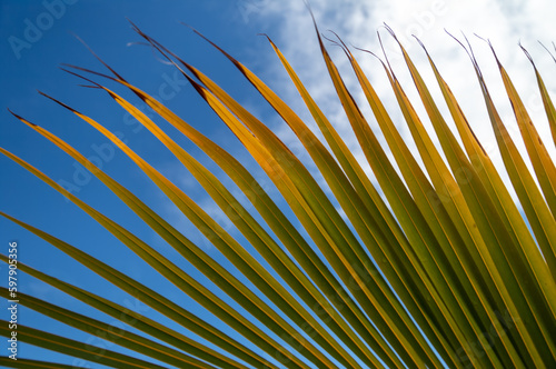 Wallpaper Mural Golden Orange and Green Palm Leaf with Sky Above. Torontodigital.ca