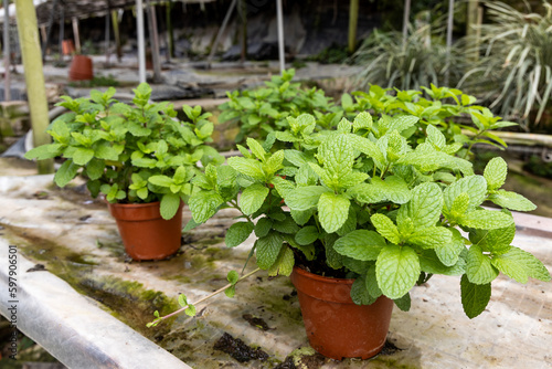 Fresh and healthy organic peppermint herbs plant in nursery