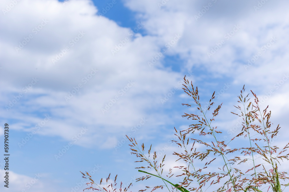 夏空とセイバンモロコシ