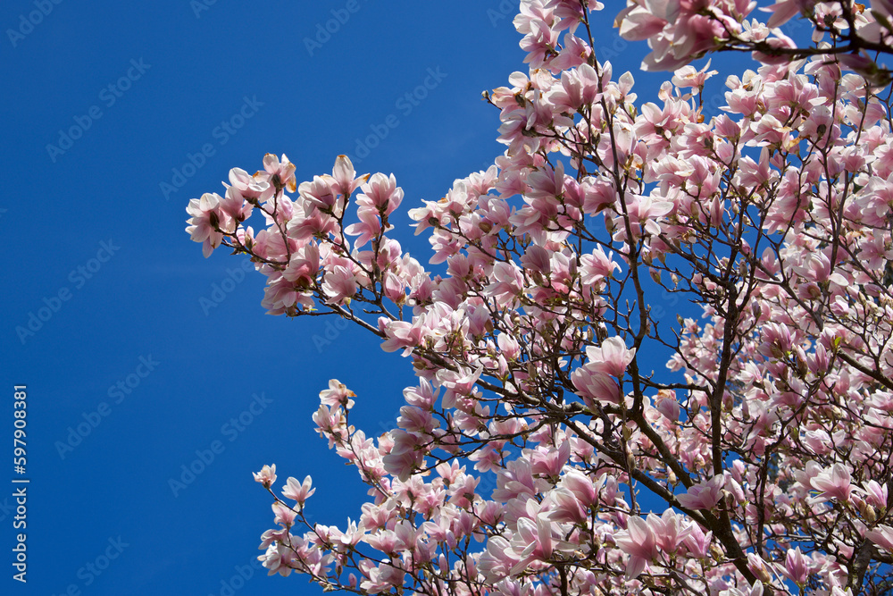 Pink magnolia tree blossom against blue sky Pink magnolia tree blossom against blue sky