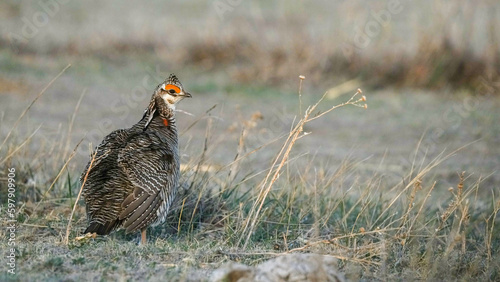 A Lesser Prairie Chicken In Kansas