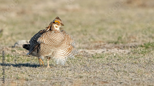 Portrait of a Lesser Prairie Chicken at a Lek in Kansas During the Spring