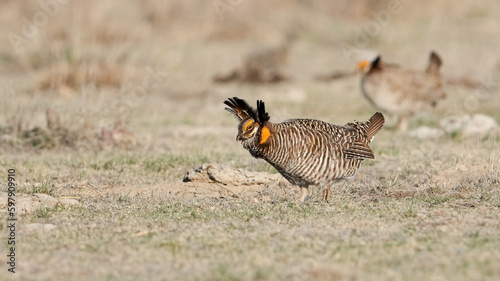 A Male Lesser Prairie Chicken Displays at a Lek in the Spring in Kansas