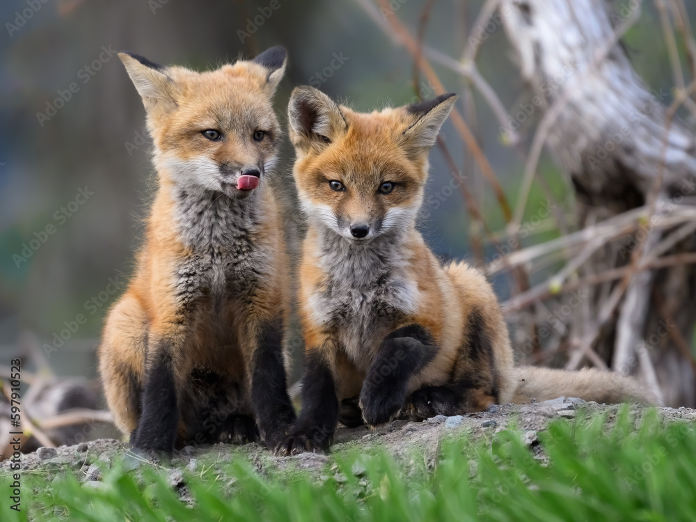 Two Eastern American Red Fox kits closeup portrait Two Eastern American Red Fox kits closeup portrait