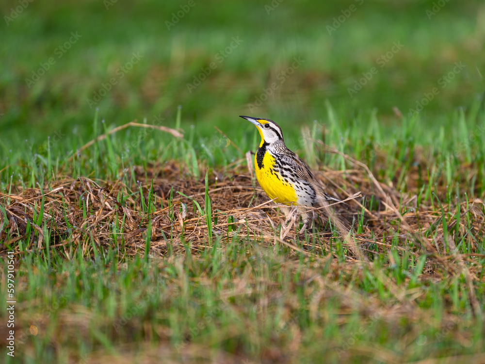 Eastern Meadowlark on green grass in Spring Eastern Meadowlark on green grass in Spring