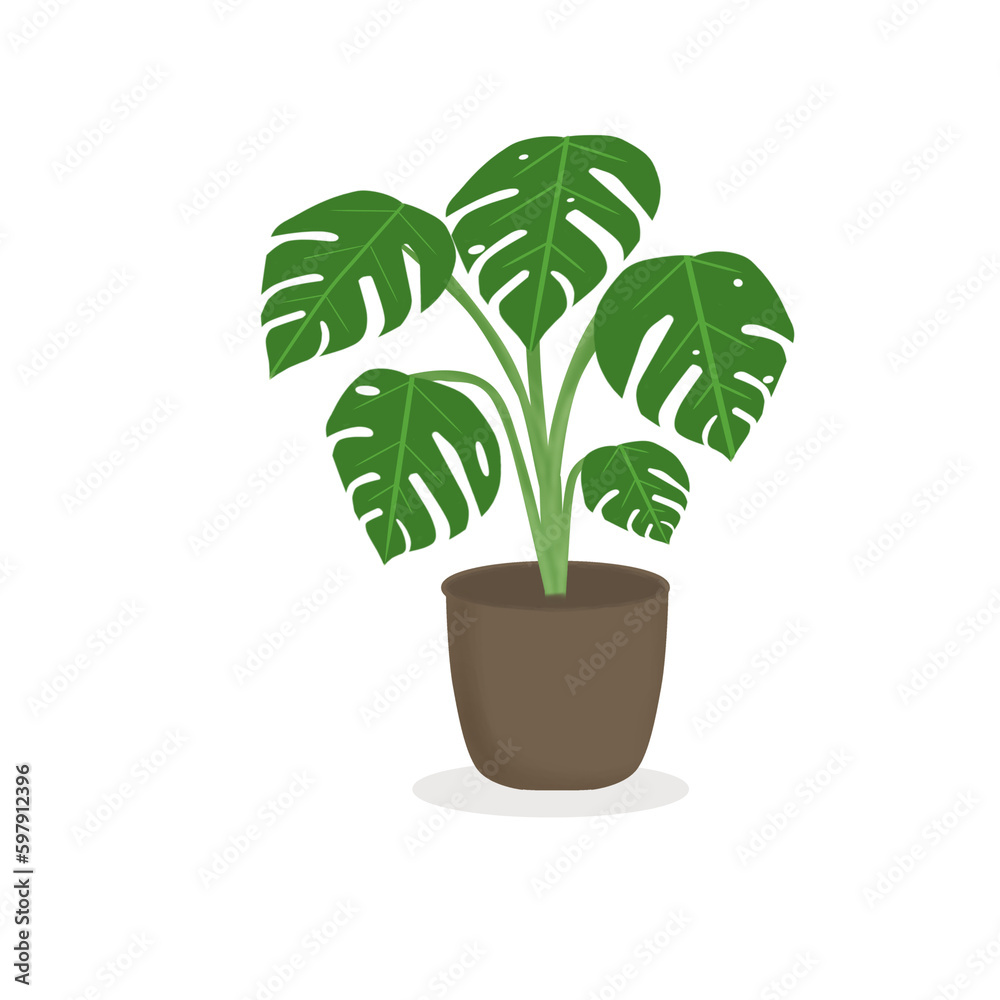 Fototapeta premium Monstera plant in pot