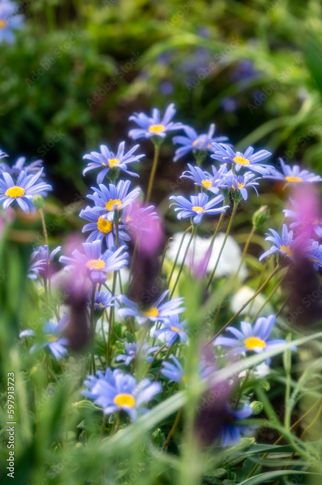 flowers in the garden flowers in the garden
