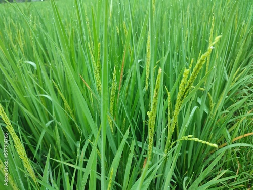 Green rice in the rice fields is a beautiful and calming sight. There are a million green leaves swaying in the wind  creating a pleasant sound.In the rice fields  rice thrives and blooms beautifully.