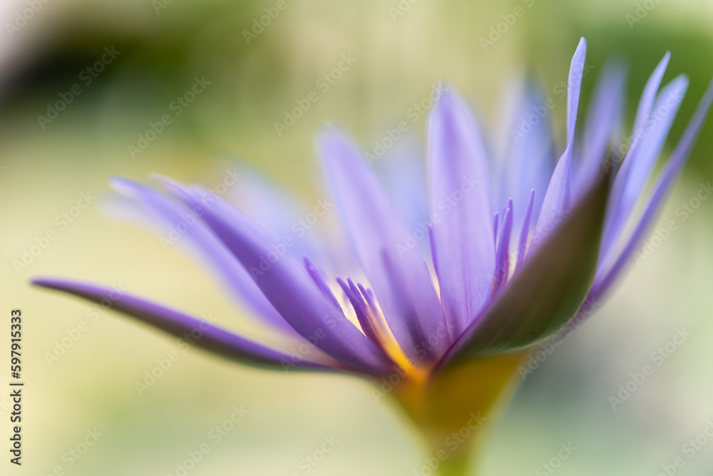 Lotus flower (Lotus, Water-lily, Tropical water-lily or Nymphaea nouchali) white and purple color, Naturally beautiful flowers in the garden