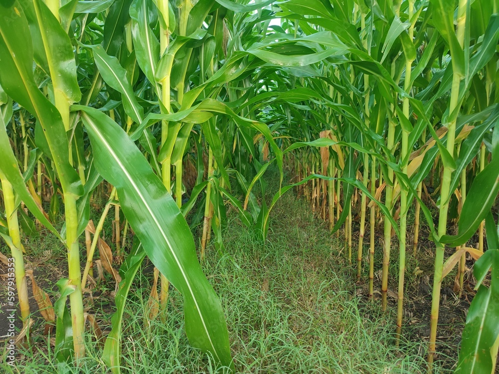 Obraz premium A close-up shot of a cornfield, showing the lush green growth and bright flowers in the beauty of nature.