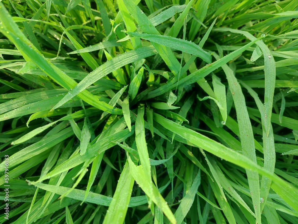 On top view of green rice in the rice fields is a beautiful and calming sight. There are a million green leaves swaying in the wind, creating a pleasant sound. On top view of green rice in the rice fields is a beautiful and calming sight. There are a million green leaves swaying in the wind, creating a pleasant sound.
