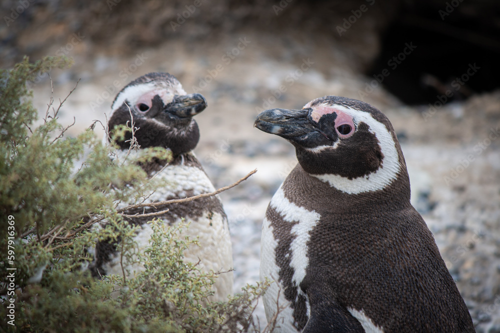 Naklejka premium Nosotros dos