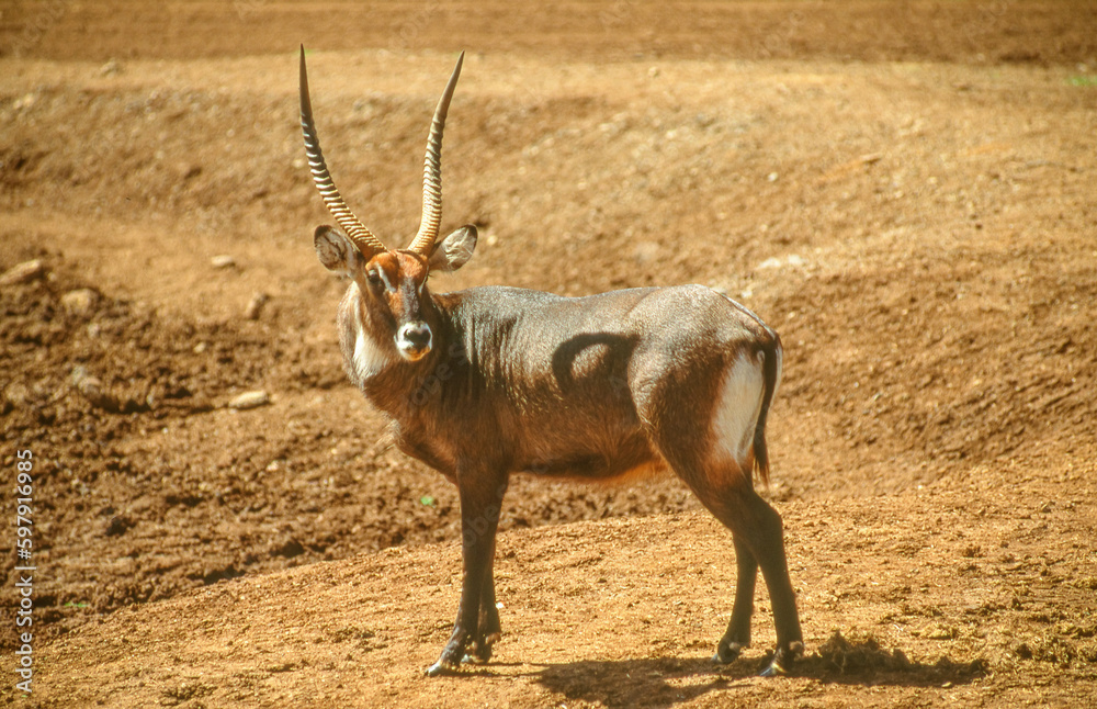 A Defassa Waterbuck in Kenya A Defassa Waterbuck in Kenya