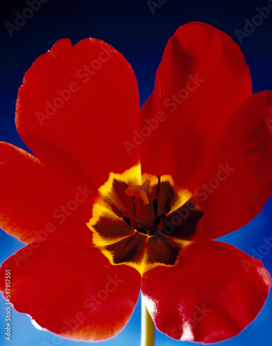 Close-up of a bright red tulip with a vivid yellow center and colorful blue background